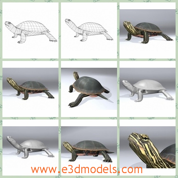 3d model the turtle - This is a 3d model of the painted turtle,which is large and with stripes.The model has the smooth turtle shell.
