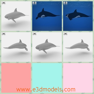 3d model the whale in the ocean - This is a 3d model of the whale in the ocean,which is swimming now.The model is the killer in the ocean.