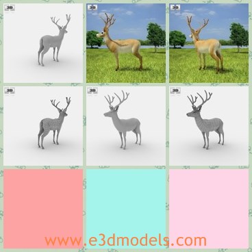 3d model the white deer - This is a 3d model of the white deer,which is white-tailed and textured.The deer is cute and hae two fiine horns on the head.
