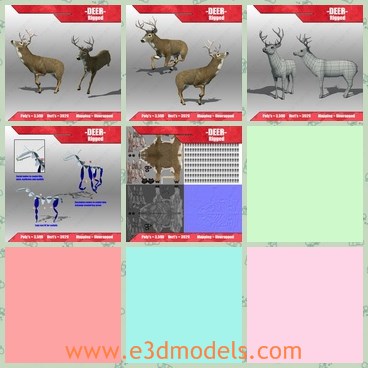 3d model the white deer - This is a 3d model of the white deer,which is rigged and textured.The deer is cute and created with horns.