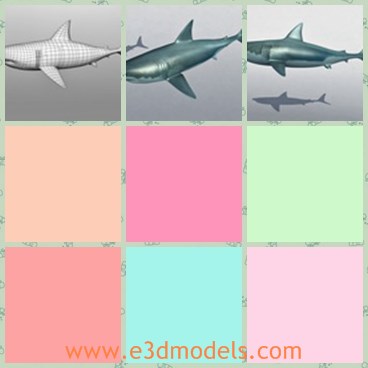 3d model the white shark - This is a 3d model of the white shark,which is the fish in the ocean. The model has the big jaws.