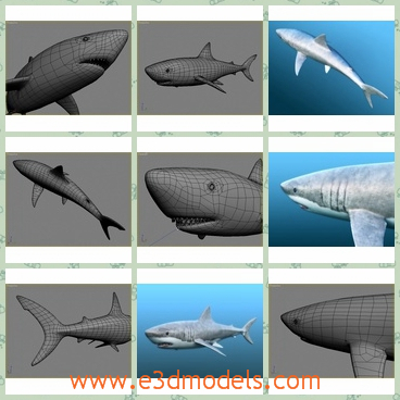 3d model the white shark - This is a 3d model of the white shark,which is large and with big jaws and long tail.The model is great and in high quality.