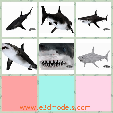 3d model the white shark with horrible teeth - This is a 3d model of the white shark,which has many horrible teeth in its mouth.The model is big and terrible.