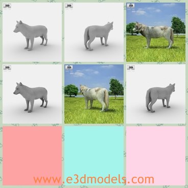 3d model the wolf - This is a 3d model of the wolf,which is strong and fat.The animal is feed in nature,so it is so wild and dangerous.