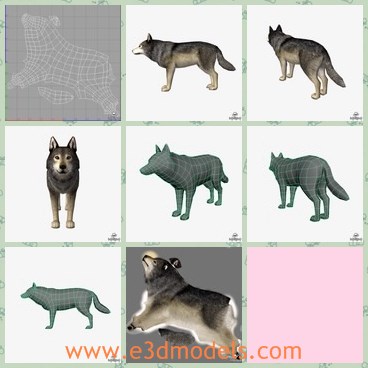 3d model the wolf - This is a 3d model of the wolf,which is grey and textured.The fox has smooth furs on the body.