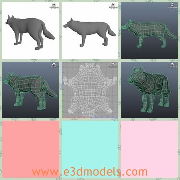 3d model the wolf - This is a 3d model of the wolf,which is big and fat.The wolf is black and usually exist in the woods.