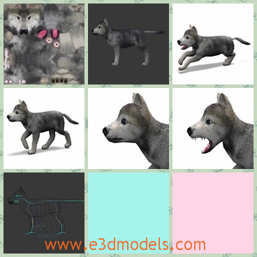 3d model the wolf baby - This is a 3dmodel of the wolf baby,which is cute and small.The model is animated and grey.