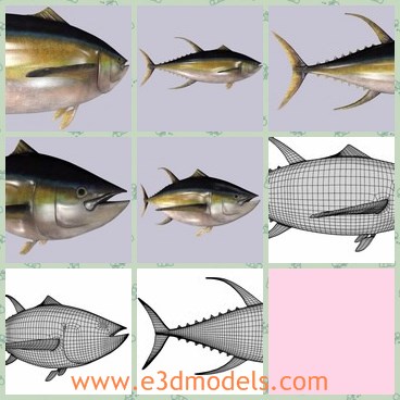 3d model the yellow fish - This is a 3d model of the yellow fish,which is existed among the larger tuna species, reaching weights of over 400 pounds 180kg.