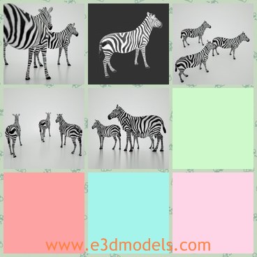 3d model the zebra - This is a 3d model of the zebra,which is common and strong.The shape is obvious and popular.