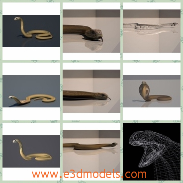 3d models of a cobra - These 3d models of a cobra are made with high detaled elements. It is a kind of poisonous snake that can make the skin on the back of its neck into a hood.