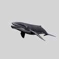 3d model a whale with a big mouth