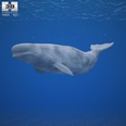 3d model big deluga whale