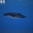 3d model of a humpback whale