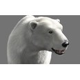3d model the bear in white