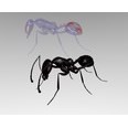 3d model the black ant