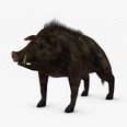 3d model the black boar