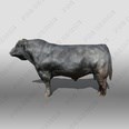 3d model the bull