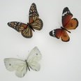 3d model the butterfly