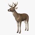 3d model the deer