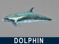 3d model the dolphin