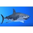 3d model the great shark