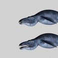 3d model the liopleurodon