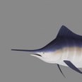 3d model the marlin fish