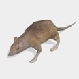 3d model the rat