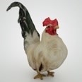 3d model the rooster