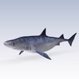3d model the shark