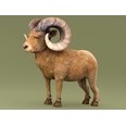 3d model the sheep