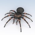 3d model the spider