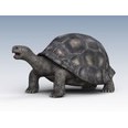 3d model the tortoise