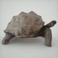 3d model the turtle