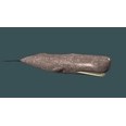 3d model the whale