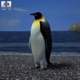 This is a 3d model of the penguin