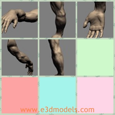 3d model the human arm - This is a 3d model of the human arm,which is strong and large.The arm is so thick and powerful.