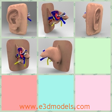 3d model the human ear - This is a 3d model of the human ear,which is the inner workings of the human ear, meant for medical training or similar use.