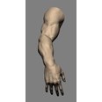 3d model the human arm