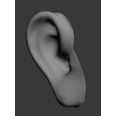 3d model the human ear
