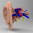 3d model the human ear