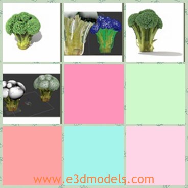 3d model the broccoli - This is a 3d model of the broccoli,which is a common vegetable in our daily life.The model is filled with highly vitamins.