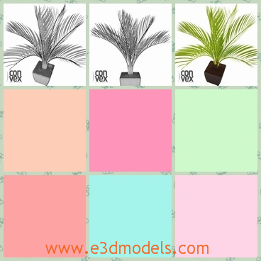 3d model of a charming potted plant - This 3d model shows us a very charming plant growing in a cubic pot. The foliage of the plant are long and thin.