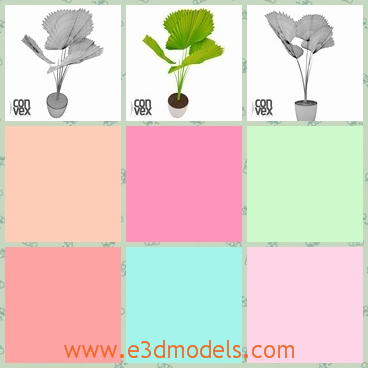 3d model of a green potted plant - There is a 3d model which is about a potted plant.This potted plant has large round leaves with many curves on them and the stems are very thin and long.