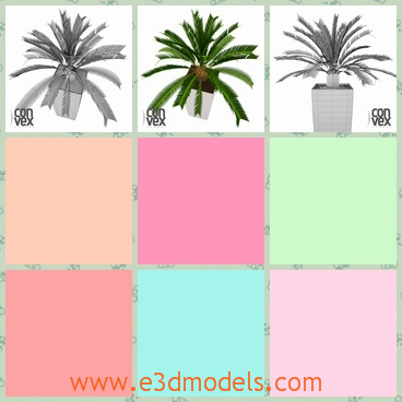 3d model of a palm - This is a 3d model which is about a small palm tree growing in a white pot. This palm tree has large leaves and a thick short trunk.