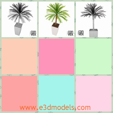 3d model of a potted palm tree - There is a 3d model which is about a healthy palm tree growing in a white pot. This palm tree has many green leaves on the top of the trunk.