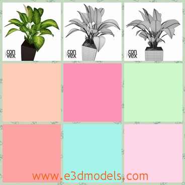 3d model of a potted plant - This 3d model is about a potted plant which has nice big leaves in green and white colors.It has a black cubic pot to hold it.
