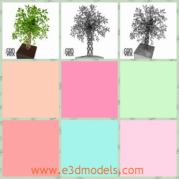 3d model of a pretty tree - This 3d model is about a small but pretty tree in a black pot. The tree has a thick trunk and many green leaves growing on the top.