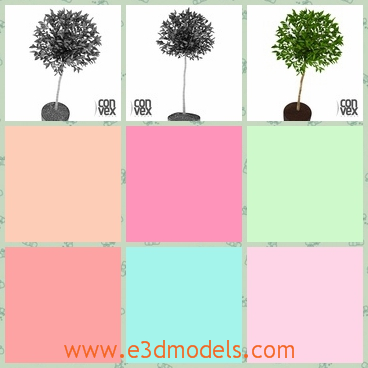 3d model of a small tree - This 3d model is about a small tree growing in a small black pot. This tree has many tiny green leaves and a thin long trunk.