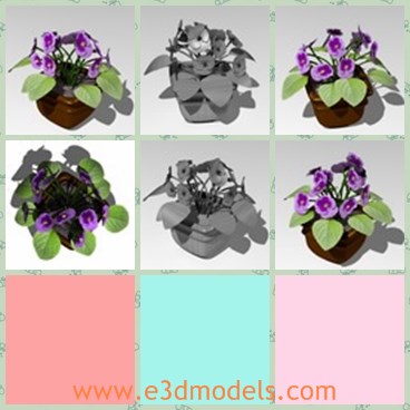 3d model the African flower - This is a 3d model of the African flower,which is the violet in real life.The model is potted.